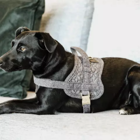 Dog body sale collars