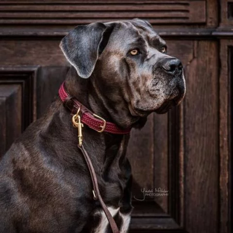 Kentucky Dogwear Plaited Dog Collars Kentucky Dog Collars