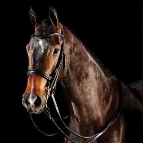 Collegiate Comfitec Weymouth Bridle Black Collegiate ComFiTec