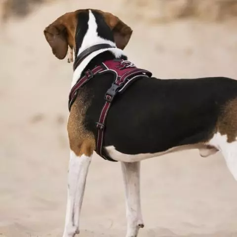 Cheap puppy harness sales