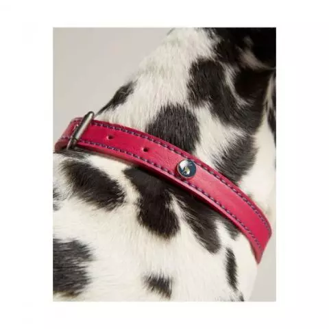 Equestrian dog collars online