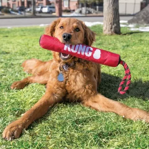 Fetch kong dog toys online