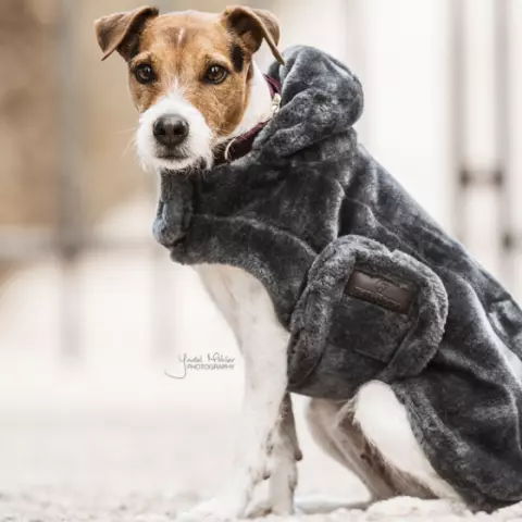 Unique new arrivals dog coats