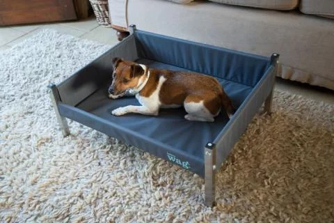 Cheap elevated dog beds online