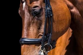 PS of Sweden Paragon Double Bridle Black