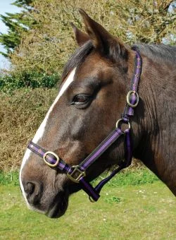 Rhinegold Nylon Headcollar Black - Purple
