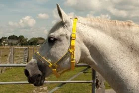 Harlequin Reflective Headcollar