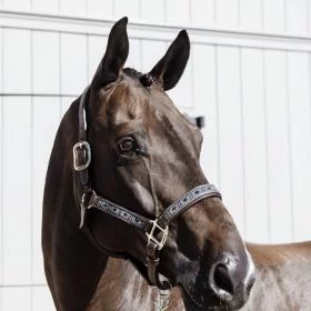 Kentucky Pearls Halter - Silver