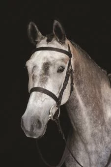Collegiate Hunt Cavesson Bridle Black