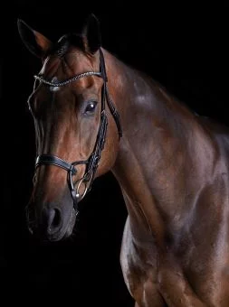 Collegiate Comfitec Crystal Bridle Black