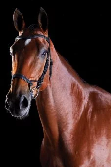 Collegiate Comfitec Training Bridle Black