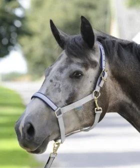 Bucas Dublin Padded Luxury Headcollar  Navy - Grey