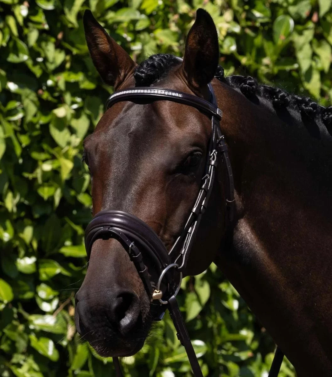 Premier Equine Castello Anatomical Bridle - Black - Premier Equine
