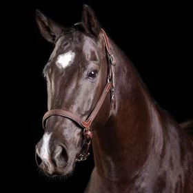 Collegiate ComFiTec Leather Headcollar - Brown