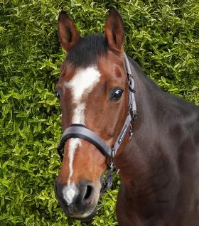 Premier Equine Corda Padded Head Collar with Lead Rope - Grey