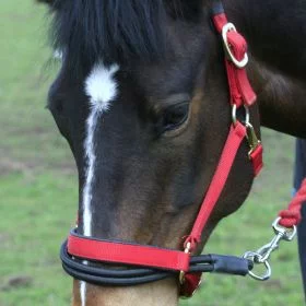 Ezyloader Headcollar Adapter - KM Elite