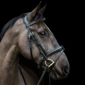EcoRider Ecosoft Luxe Bridle - Black - EcoRider