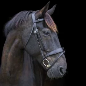 EcoRider Classic Show Comfort Bridle - Black - EcoRider