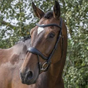 EcoRider Ecosoft Enigma Bridle - Black - EcoRider