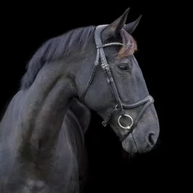 EcoRider Ecosoft Acclaim Bridle - Black - EcoRider