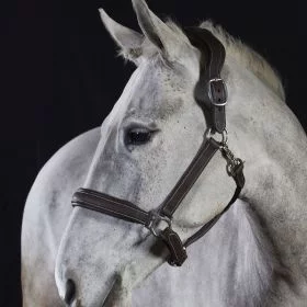 GFS Premier Headcollar