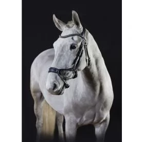 GFS Premier Range Alpine Bridle  Black