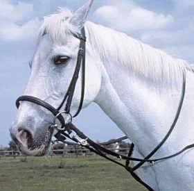Windsor Equestrian Market Harborough