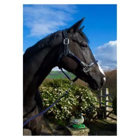 Cameo Equine Anatomic Leather Headcollar Navy/Silver -  Cameo Equine