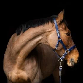 Equilibrium Stellar Headcollar - Brown - Equilibrium