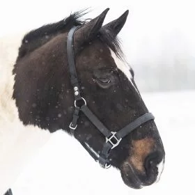 Equilibrium Stellar Headcollar - Black - Equilibrium