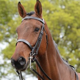 Kincade Show Weymouth Bridle II