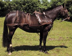 Windsor Oily Leather Harness - Windsor