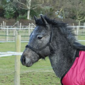 Rhinegold (Metal Free) Field Safe Foal Headcollar - Rhinegold