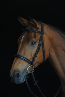 Collegiate Comfort Crown Padded Raised Cavesson Bridle Black - Collegiate