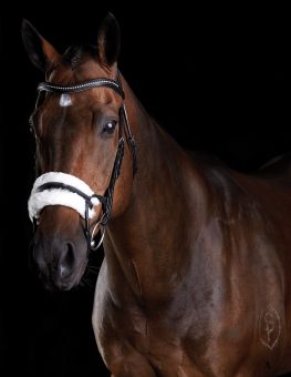 Collegiate Comfitec Sheepskin Bridle Black - Collegiate