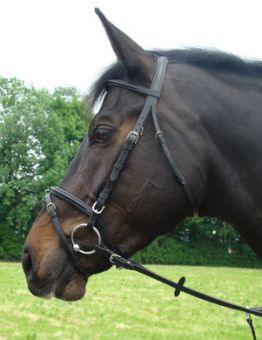 Amerigo Flash Bridle with Rubber Reins Black