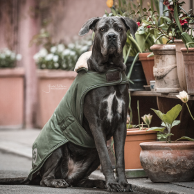 Kentucky Waterproof Dog Coat - Olive Green - Kentucky Horsewear