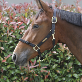 Kentucky Control Halter Nylon - Black