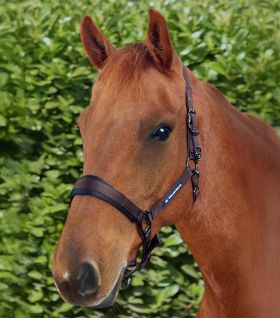 Premier Equine Corda Padded Head Collar with Lead Rope - Brown
