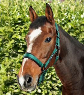 Premier Equine Corda Padded Head Collar with Lead Rope - Green