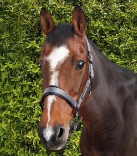 Premier Equine Corda Padded Head Collar with Lead Rope - Grey