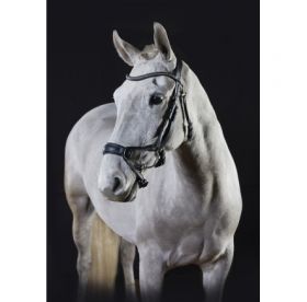 GFS Premier Range Alpine Bridle  Black