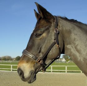 Rocco Italia Turin Leather Headcollar