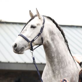Equilibrium Stellar Fieldsafe Headcollar - Navy - Equilibrium