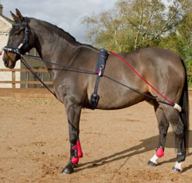 John Whitaker Training System Inc Roller - John Whitaker
