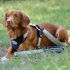 Weatherbeeta Explorer Dog Lead - WeatherBeeta