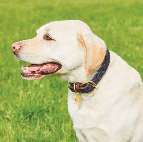 WeatherBeeta Leather Plaited Dog Collar - Brown/Navy