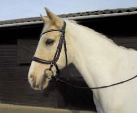 Heritage Anatomical Cavesson Bridle - Heritage