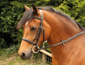 Windsor Equestrian Bridle With Plain Cavesson Noseband