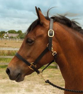 Windsor Equestrian Headcollar